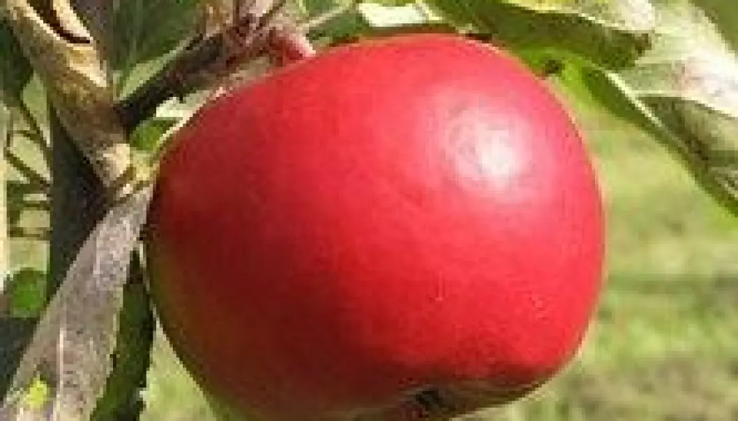 Ny vår for økologiske epler