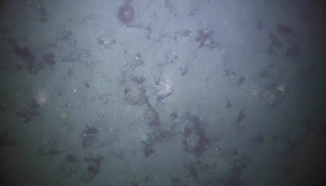 Dette bildet er tatt av Munin+ på testfeltet. Du kan se sjøanemoner (Bolocera tuediae) og rødalger på havbunnen.
