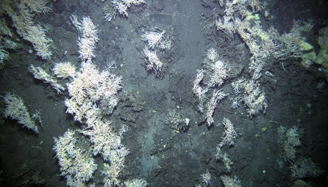 Langs sokkelkanten finnes mange korallrev. Et av målene med toktet var å finne ut hvilken bildekvalitet Munin+ kan gi, og i hvilken grad bildene kan brukes til registreringsarbeid.