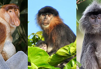 Mystisk ape i Malaysia er trolig en blanding mellom to forskjellige aper