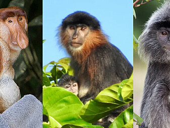 Mystisk ape i Malaysia er trolig en blanding mellom to forskjellige aper