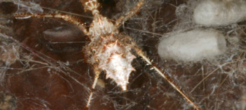 Stenolemus bituberus i et edderkoppnett. Bildet er behandlet for å framheve rovtegen. (Foto: Anne Wignall)