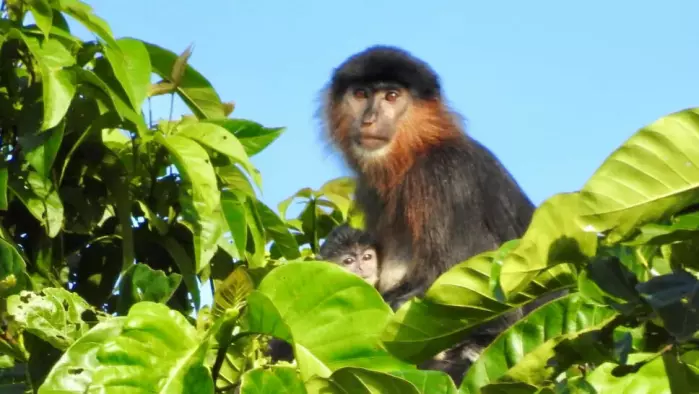 Dette bildet av apen ble tatt i 2020. Da hadde apen blitt voksen og passet en liten unge.