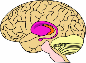 Det rosa feltet er striatumet. Her inne ligger ventral striatum som styrer motivasjon og følelser. (Foto:Wikimedia Commons)
