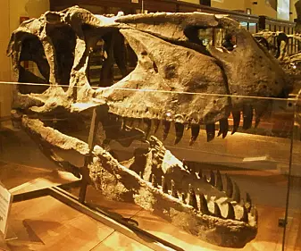 Skallen til en Torvosaurus. Denne er bygget opp igjen og utstilt ved Museo Capellini i Bologna. Helt frem til nå trodde forskerne at Torvosaurus var den største kjøtteteren fra Europa.