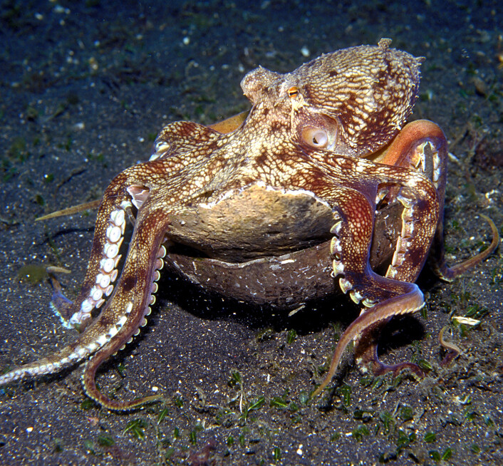 Amphioctopus marginatus går på styltebein mens den bærer med seg to stablede halve kokosnøttskall. (Foto: Roger Steene / Current Biology) Amphioctopus marginatus går på styltebein mens den bærer med seg to stablede halve kokosnøttskall. (Foto: Roger Steene / Current Biology)