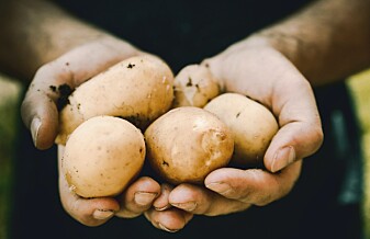 Forskere lurer skadedyr for å redde poteten