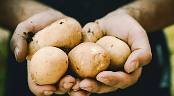 Forskere lurer skadedyr for å redde poteten