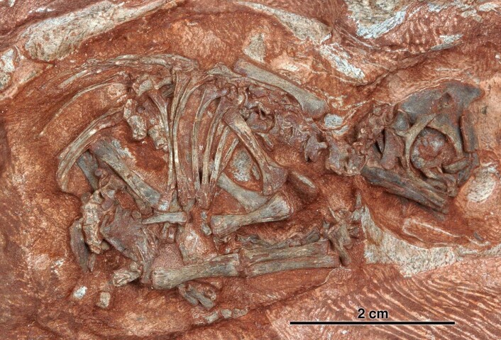 "Fossilene er de eldste virveldyr-fostrene noensinne funnet, og er svært godt bevart. (Foto: Diane Scott/University of Toronto at Mississauga)" "Fossilene er de eldste virveldyr-fostrene noensinne funnet, og er svært godt bevart. (Foto: Diane Scott/University of Toronto at Mississauga)"