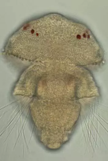 En armføtting-larve med røde øyeflekker. Disse øynene bruker de samme lyssensitive cellene som vi mennesker har i våre øyne. (Foto: Nina Furchheim, Berlin)