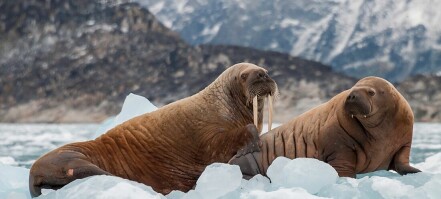 Old Norse settlers traded walrus ivory with Kyiv