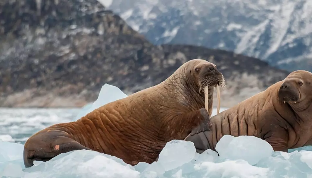 From Greenland to Eastern Europe, walrus ivory spread widely.