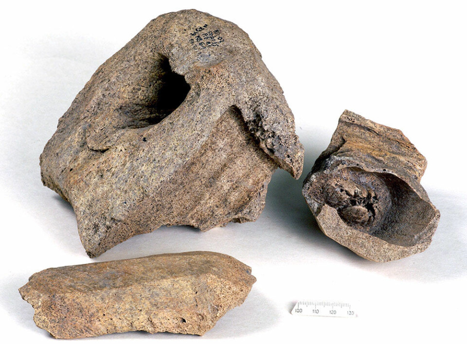 Walrus bones from Kyiv excavation.