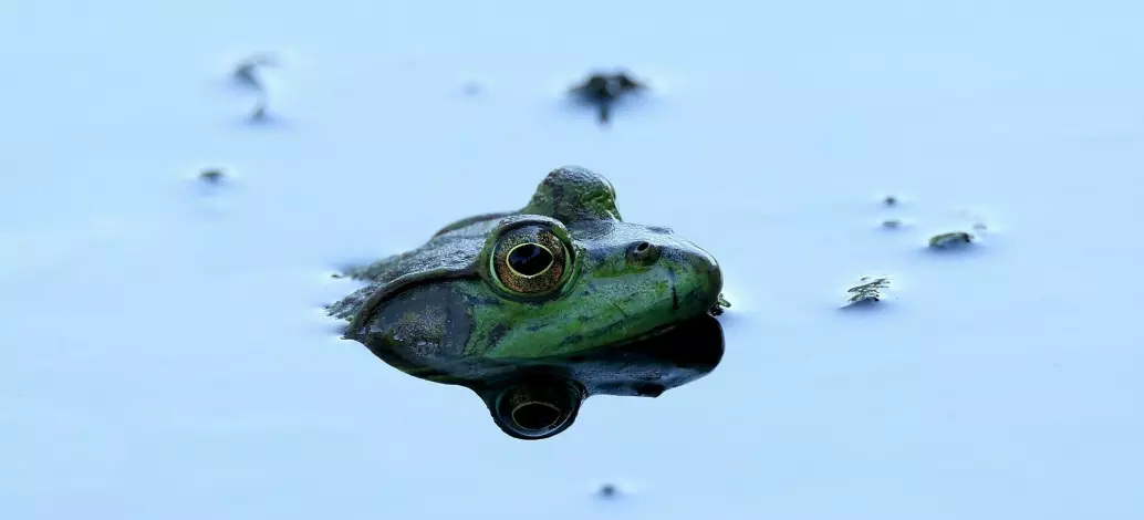 En liten frosk tar seg et bad i dammen. Hans avdøde artsfrender gjør nå at arkeologene og biologene klør seg i hodet.