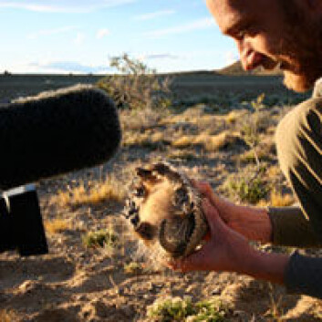 Jens Ådne Rekkedal Haga med et stort børstebeltedyr. Foto: Darwinekspedisjonen Jens Ådne Rekkedal Haga med et stort børstebeltedyr. Foto: Darwinekspedisjonen
