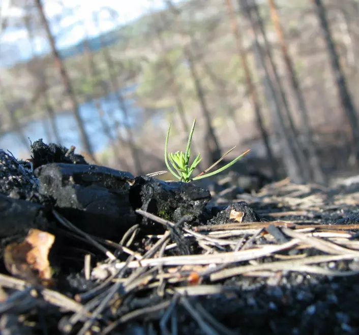 Furu kommer raskt tilbake. Bildet er tatt våren 2009, 8 måneder etter brannen. (Foto: Per Holm Nygaard, Skog og landskap)