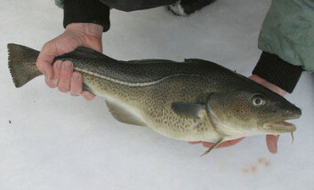 Oppdrettstorsk lukter mindre fisk enn villtorsk. (Foto: Frank Gregersen) Oppdrettstorsk lukter mindre fisk enn villtorsk. (Foto: Frank Gregersen)