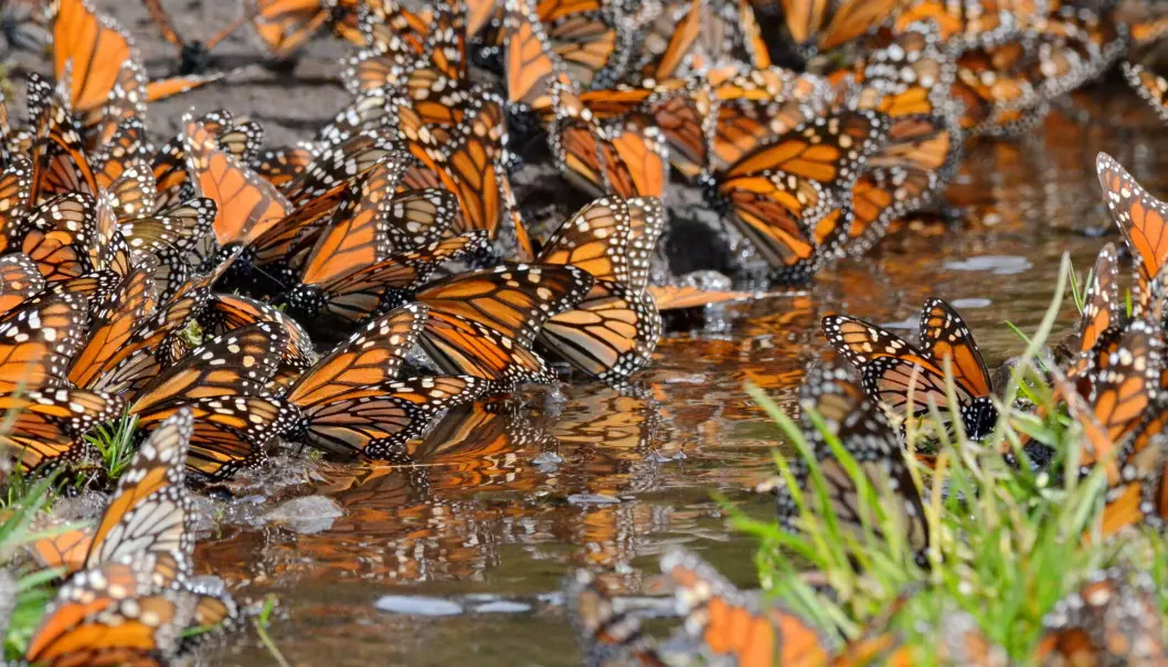 Monarksommerfugler drikker vann i Mexico.
