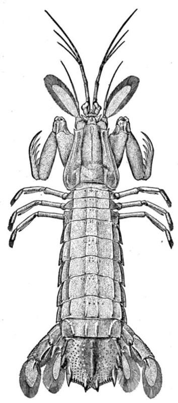 "Sjøkneler, Squilla empusa." "Sjøkneler, Squilla empusa."