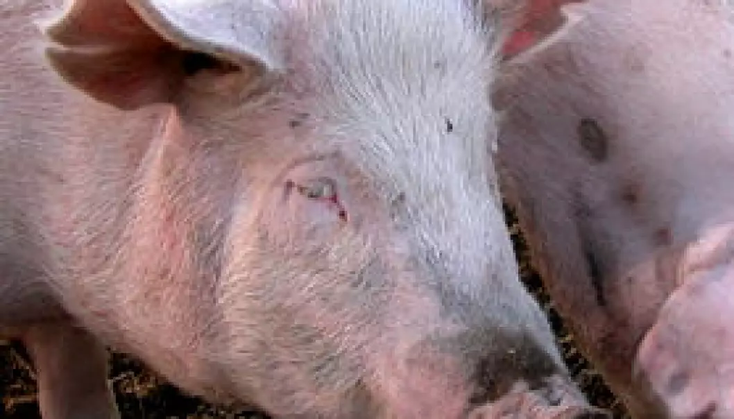 Flesket til med svine-genomet