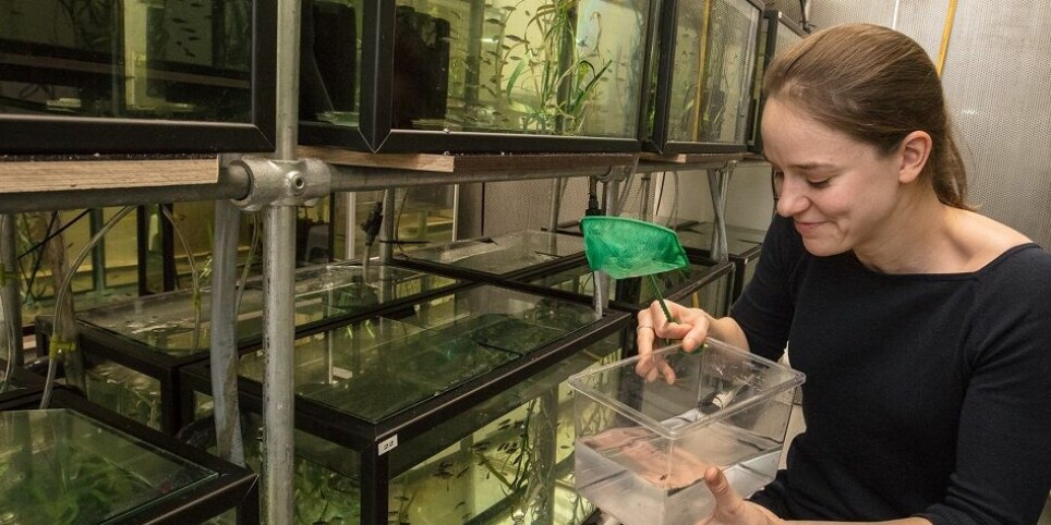 Rachael Morgan med sebrafiskene hun forsker på. Sebrafisk er mye brukt til mange slags eksperimenter.