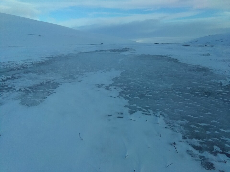 Ims og Yoccoz forteller om vanskelige forhold om vinteren når is dekker beitet og dyrene ikke finner mat. Her ser vi isdekket tundra på Varangerhalvøya.