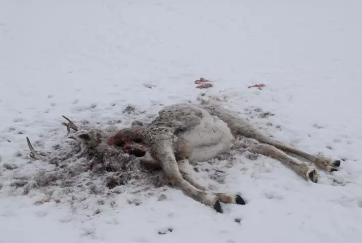 Et reinsdyr har sultet ihjel i Finnmark fordi det ikke får tilgang på beitet gjennom hard snø og is.