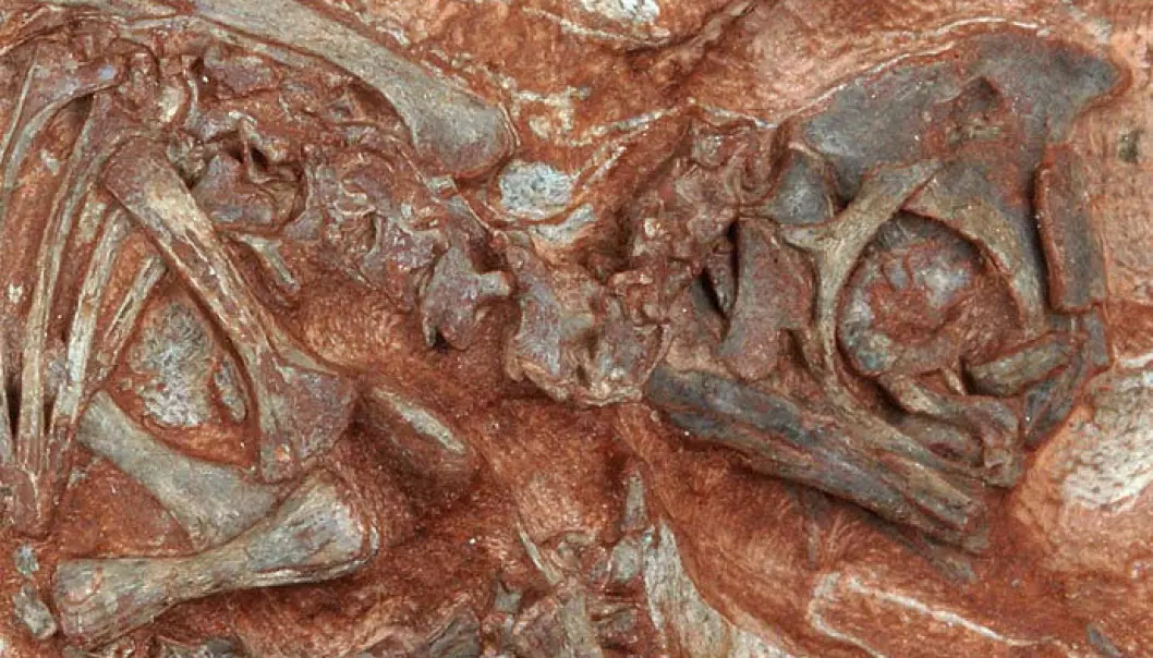 Verdens eldste dinofoster