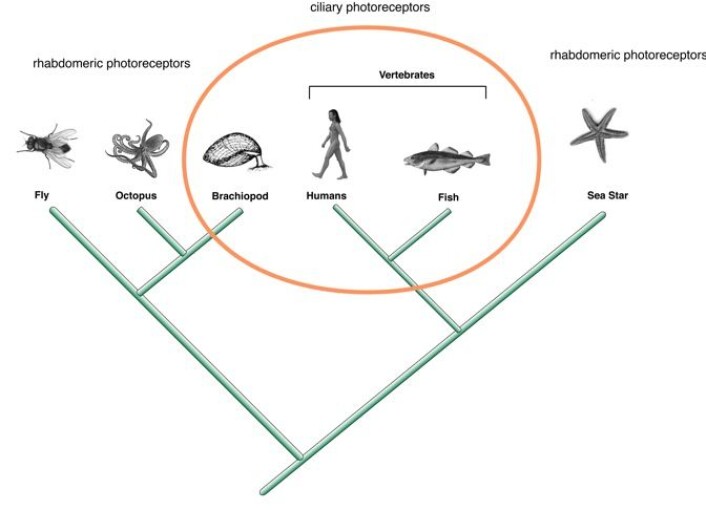 Her ser du hvordan det ciliære synssystemet finnes både hos virveldyr og hos virvelløse dyr. Klikk på forstørrelsesglasset for stor versjon. (Illustrasjon: Andreas Hejnol) Her ser du hvordan det ciliære synssystemet finnes både hos virveldyr og hos virvelløse dyr. Klikk på forstørrelsesglasset for stor versjon. (Illustrasjon: Andreas Hejnol)