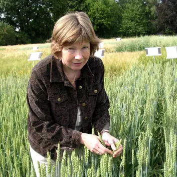 "En ny hvete basert på gamle arter kan gjøre livet enklere for cøliaki-rammede, konkluderer Anne Kjersti Uhlen"
