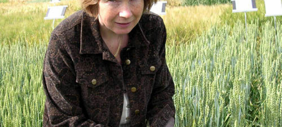 "En ny hvete basert på gamle arter kan gjøre livet enklere for cøliaki-rammede, konkluderer Anne Kjersti Uhlen"