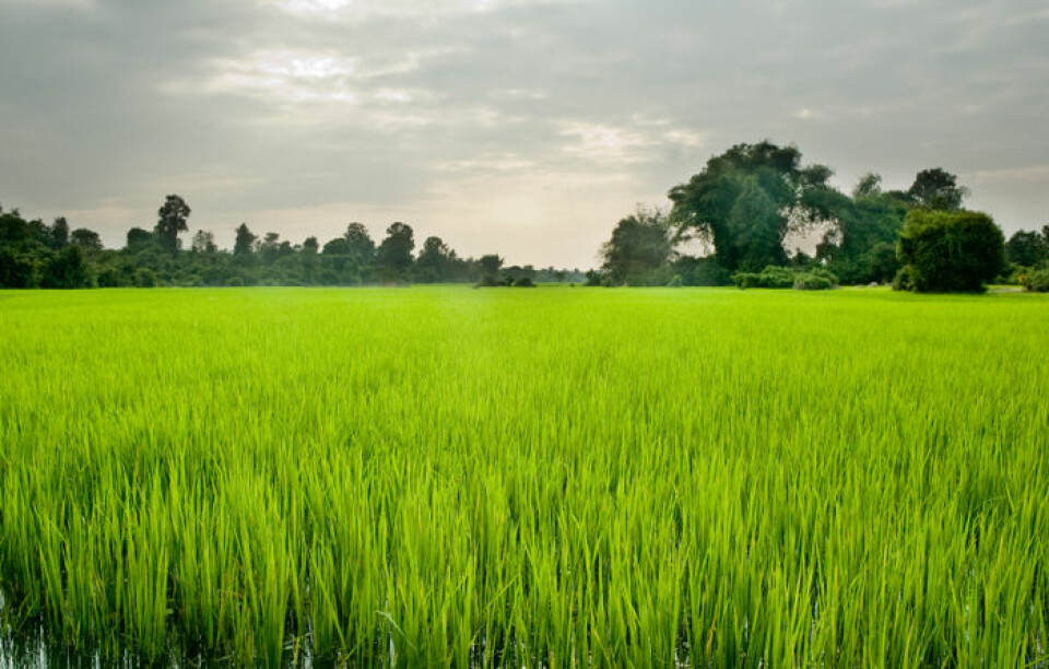 Ris har økt kraftig i pris, og i enkelte land  blitt dobbelt så dyrt for forbrukere. Bildet viser rismarker i Kambodsja. (Foto: iStockphoto)