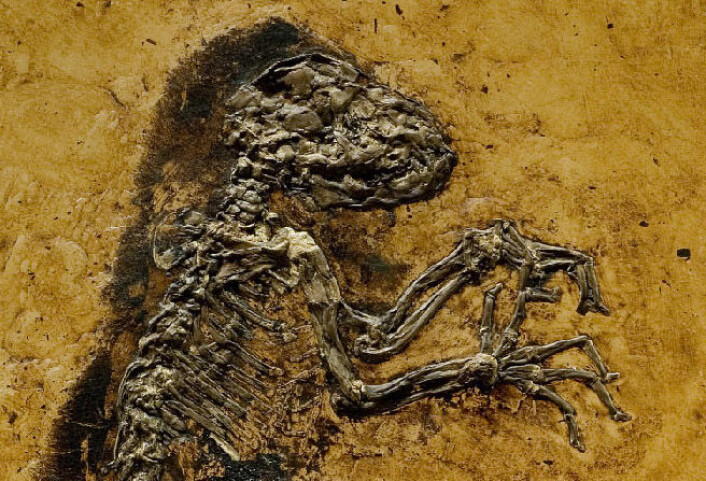 (Foto: Jørn Hurum, Naturhistorisk Museum, Universitetet i Oslo) (Foto: Jørn Hurum, Naturhistorisk Museum, Universitetet i Oslo)
