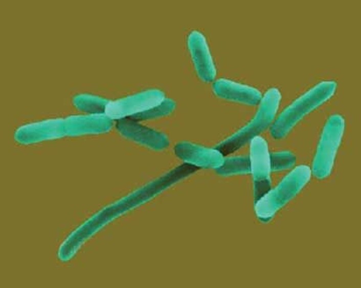 Listeria Monocytogenes er en av de farligste og mest iherdige matbårne bakteriene. Foto: Nofima) Listeria Monocytogenes er en av de farligste og mest iherdige matbårne bakteriene. Foto: Nofima)