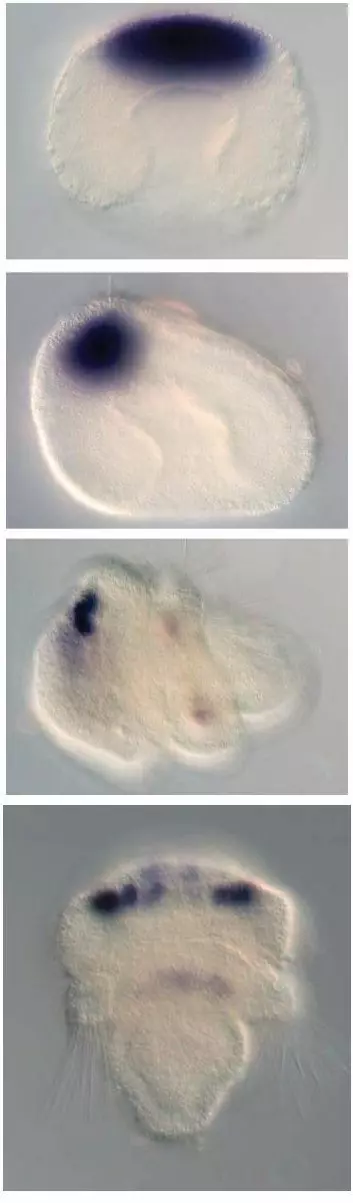 Dette er et armføtting-embryo i ulike stadier, arten heter Terebratalia transversa. Det mørke feltet er kunstig farget og viser proteinet ciliært opsin. På alle disse stadiene kan skapningen svømme og reagere på lys. Det nederste bildet viser larvestadiet. (Foto: Andreas Hejnol)