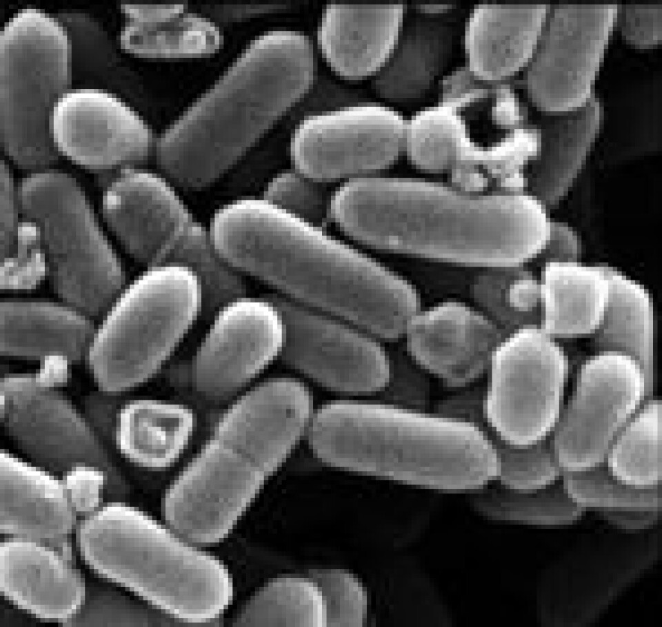 'Menneskers fordøyelsessystem rommer milliarder av bakterier, og det er ca. ti ganger flere av dem enn det er celler i kroppen vår.'