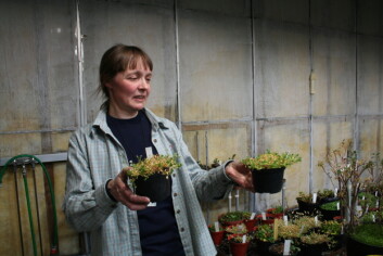 "Fjellplanter med mange kromosomer gir forskere ved Centre for Ecological and Evolutionary Synthesis i Oslo ny kunnskap om hvordan nye arter kan oppstå. Førsteamanuensis Anne Krag Brysting med to planter av arveslekten. (Foto: Asle Rønning)." "Fjellplanter med mange kromosomer gir forskere ved Centre for Ecological and Evolutionary Synthesis i Oslo ny kunnskap om hvordan nye arter kan oppstå. Førsteamanuensis Anne Krag Brysting med to planter av arveslekten. (Foto: Asle Rønning)."