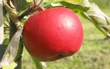 "Your choice" er en av de nye skurvresistente og økologiske eplesortene. (Foto: Alf Kigen)