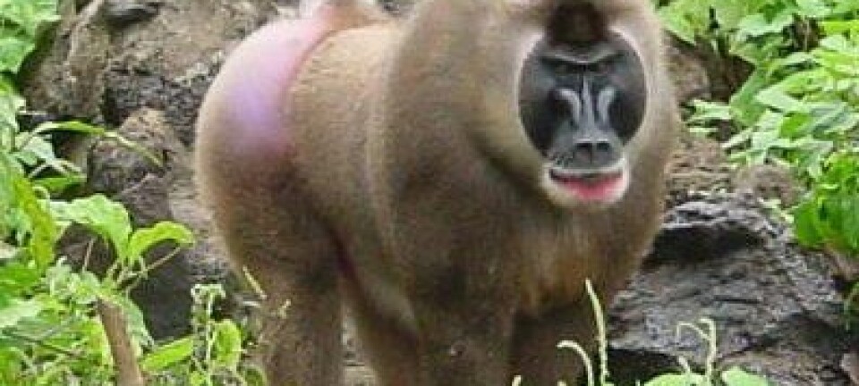 Øy-spesifikke varianter av simian immunsviktivirus (SIV) smitter aper som Boiko drill, og avslører at viruset har eksistert flere tusen år lenger enn tidligere antatt. Drill er en art i smalneseapefamilien. (Foto: Preston Marx, Tulane University)