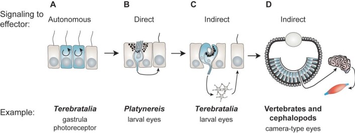 Her ser du forskjellige trinn i øyets utvikling. Figur A viser systemet til armføtting-embryoet. De blå cellene er de fotosensitive, og de reagerer på lys, men kommuniserer ikke informasjonen videre til andre celler. Figur B viser systemet til larven hos den marine ormen Platynereis. Her registrerer den blå cella lyset, og kommuniserer det videre til en annen celle i nærheten. Figur C viser systemet hos larven til armføttingen. Her går signalet innom en samling nerveceller før det går til en annen celle. Figur D viser systemet hos oss mennesker. Signalet går til hjernen, og deretter for eksempel til musklene. Klikk på forstørrelsesglasset for stor versjon. (Figur: Andreas Hejnol) Her ser du forskjellige trinn i øyets utvikling. Figur A viser systemet til armføtting-embryoet. De blå cellene er de fotosensitive, og de reagerer på lys, men kommuniserer ikke informasjonen videre til andre celler. Figur B viser systemet til larven hos den marine ormen Platynereis. Her registrerer den blå cella lyset, og kommuniserer det videre til en annen celle i nærheten. Figur C viser systemet hos larven til armføttingen. Her går signalet innom en samling nerveceller før det går til en annen celle. Figur D viser systemet hos oss mennesker. Signalet går til hjernen, og deretter for eksempel til musklene. Klikk på forstørrelsesglasset for stor versjon. (Figur: Andreas Hejnol)