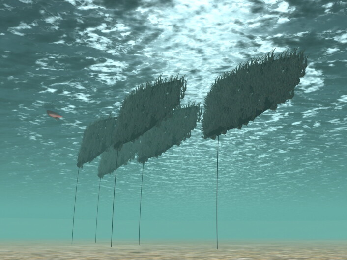 Ill.: Seaweed Ill.: Seaweed