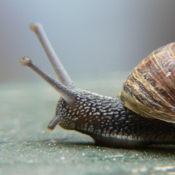 (Foto: Colourbox) (Foto: Colourbox)