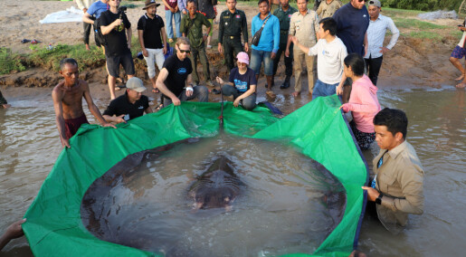 Verdens største ferskvanns­fisk tatt i elv i Kambodsja