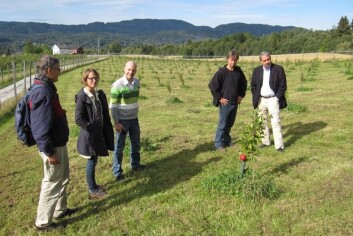 Seniorforsker Gunnar Bengtsson, panelleder Anne Segtnan, rådgiver Sveinung Grimsby (alle Nofima Mat), produsent Olav Jønsi og og daglig leder i Norgrønt Steinar Strømsborg (Coop) studerer sortene Your choice og Ritt Bjerregaard på et nytt plantefelt på Kigen Gård. (Foto: Alf Kigen) Seniorforsker Gunnar Bengtsson, panelleder Anne Segtnan, rådgiver Sveinung Grimsby (alle Nofima Mat), produsent Olav Jønsi og og daglig leder i Norgrønt Steinar Strømsborg (Coop) studerer sortene Your choice og Ritt Bjerregaard på et nytt plantefelt på Kigen Gård. (Foto: Alf Kigen)