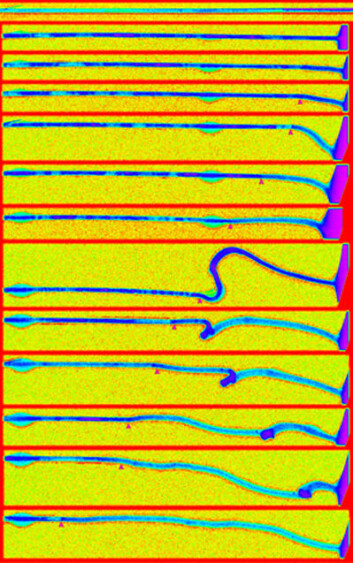 Bildeserie tatt med elektronmikroskop av nanotråden av tinnoksid, etterhvert som den tilføres litium-ioner under opplading og utvider seg . (Foto: Science/AAAS) Bildeserie tatt med elektronmikroskop av nanotråden av tinnoksid, etterhvert som den tilføres litium-ioner under opplading og utvider seg . (Foto: Science/AAAS)