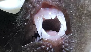 Det er ikke umulig at det er litt frosk denne froskespisende flaggermusen har mellom tennene.