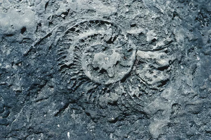 "Baugen mener blant annet at forskere ikke kan fastslå hvor gamle fossiler egentlig er, og at menneskelevninger og dinosaurfossiler har blitt funnet om hverandre. (Illustrasjonsfoto: www.clipart.com)"