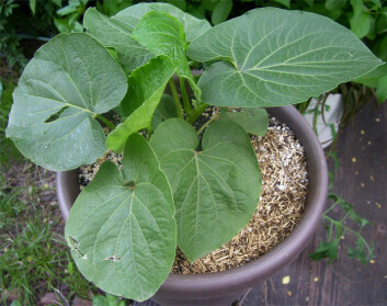 "Kavaplanten er i familie med vanlig pepper og vokser i de vestlige delene av Stillehavet. (Foto: Wikipedia Commons/Sand)" "Kavaplanten er i familie med vanlig pepper og vokser i de vestlige delene av Stillehavet. (Foto: Wikipedia Commons/Sand)"
