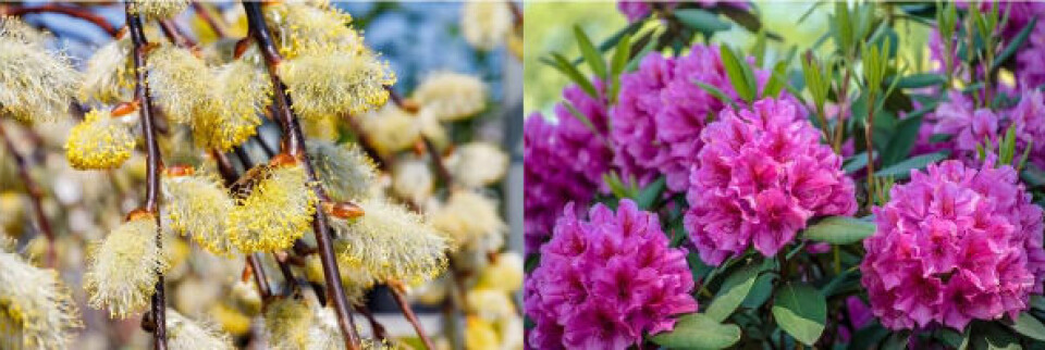 Humler liker veldig godt selje (til venstre) og rhododendron (til høyre).