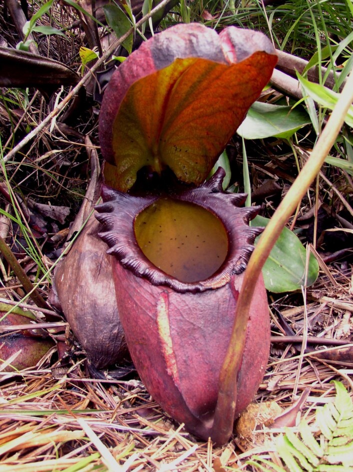 Nepenthes rajah, kjøttetende plante fra Borneo (Foto: Wikimedia Commons) Nepenthes rajah, kjøttetende plante fra Borneo (Foto: Wikimedia Commons)